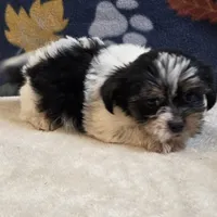 Vega, a male Shorkie for sale in West Plains, MO – 2 of 10