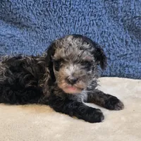 Rio, a male Poodle - Toy  for sale in West Plains, MO – 7 of 7