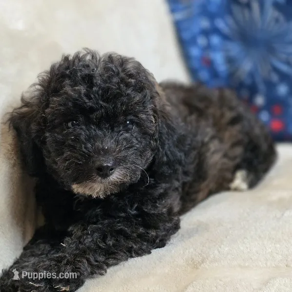 Patty – Poodle - Toy  puppy for sale in West Plains, MO