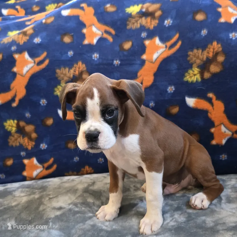 Blaze – Boxer puppy for sale in West Plains, MO