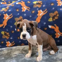 Blaze, a male Boxer for sale in West Plains, MO – 1 of 10