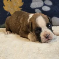 Roco, a male Boxer for sale in West Plains, MO – 3 of 4
