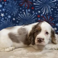 Mannie, a male Cocker Spaniel for sale in West Plains, MO – 6 of 7