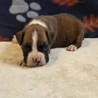 Ranger, a male Boxer for sale in West Plains, MO – 3 of 5