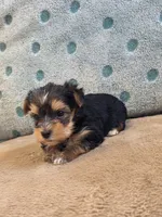 Pippin, a female Yorkshire Terrier for sale in West Plains, MO – Photo 2 of 2