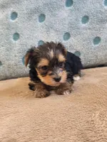 Pippin, a female Yorkshire Terrier for sale in West Plains, MO – Photo 1 of 2