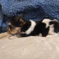 Ginger, a female Yorkshire Terrier for sale in West Plains, MO – 7 of 7