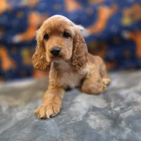 Peaches , a female Cocker Spaniel for sale in West Plains, MO – 4 of 10
