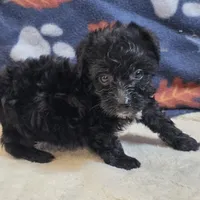 Freya, a female Yorkipoo and Poodle - Toy  for sale in West Plains, MO – 5 of 6