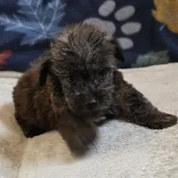 Ripley, a male Yorkipoo and Poodle - Toy  for sale in West Plains, MO – 4 of 6