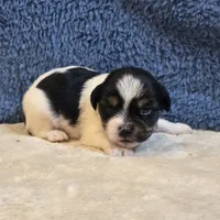 Vega, a male Shorkie for sale in West Plains, MO – 2 of 7