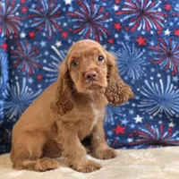 Kodi, a male Cocker Spaniel for sale in West Plains, MO – 4 of 10
