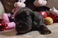 processed/f773a453-78cb-4583-a013-593187e16071/listing/66ca1575-b466-438e-81c8-74d44af841e1/06739c8e-0f44-416c-a5fd-0dc9da5cf354