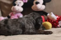 processed/f773a453-78cb-4583-a013-593187e16071/listing/66ca1575-b466-438e-81c8-74d44af841e1/f418dbc4-726f-448d-be59-8aefd5046d07