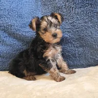 Luka, a male Yorkshire Terrier for sale in West Plains, MO – 3 of 7