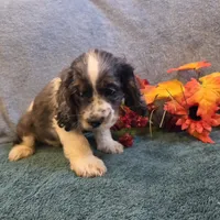 Cosmo, a male Cocker Spaniel for sale in West Plains, MO – 3 of 6