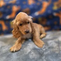 Peaches , a female Cocker Spaniel for sale in West Plains, MO – 3 of 10