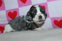 processed/f773a453-78cb-4583-a013-593187e16071/listing/69e25e7b-0983-4492-8ee4-a74c3c79a901/774268ba-a822-4eb1-944b-09ed9b281dbd