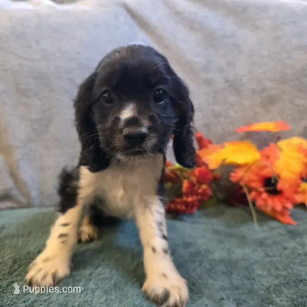Buffy – Cocker Spaniel puppy for sale in West Plains, MO