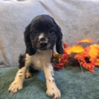 Buffy, a female Cocker Spaniel for sale in West Plains, MO – 1 of 6
