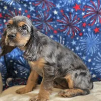 Star, a female Cocker Spaniel for sale in West Plains, MO – 5 of 6