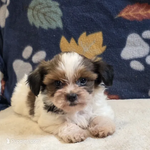 Clover – Shorkie puppy for sale in West Plains, MO