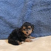 Buttons, a male Poodle - Toy  for sale in West Plains, MO – 7 of 7
