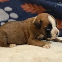 Carmine, a female Boxer for sale in West Plains, MO – 1 of 5