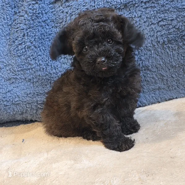 Ziggy – Poodle - Toy  puppy for sale in West Plains, MO