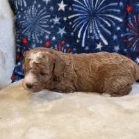 Nexus, a female Poodle - Toy  for sale in West Plains, MO – 6 of 7