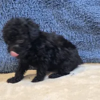 Colby, a male Poodle - Toy  for sale in West Plains, MO – 7 of 7