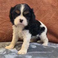 Charm, a female Cavalier King Charles Spaniel for sale in West Plains, MO – 6 of 6