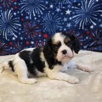 Alta, a female Cavalier King Charles Spaniel for sale in West Plains, MO – 5 of 7