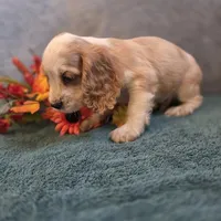 Enzo, a male Cocker Spaniel for sale in West Plains, MO – 6 of 6
