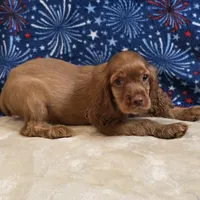 Kodi, a male Cocker Spaniel for sale in West Plains, MO – 3 of 10
