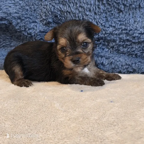 Dolly – Yorkshire Terrier puppy for sale in West Plains, MO
