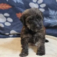 Sage, a female Yorkipoo and Poodle - Toy  for sale in West Plains, MO – 2 of 6