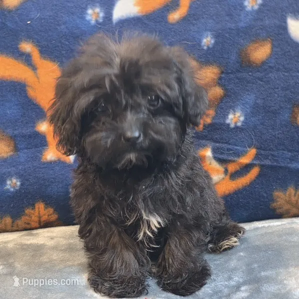 Lil Bear – Yorkipoo, Poodle - Toy  puppy for sale in West Plains, MO