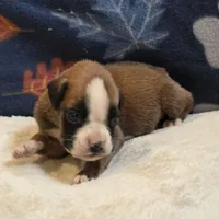 Carmine, a female Boxer for sale in West Plains, MO – 2 of 5