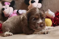 processed/f773a453-78cb-4583-a013-593187e16071/listing/6e3f1d28-451a-47cb-a035-bf8ca21c50da/98f408ba-4baf-46c5-9b86-fe5b409fade7