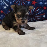 Queen , a female Yorkshire Terrier for sale in West Plains, MO – 3 of 7
