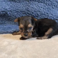 Dolly, a female Yorkshire Terrier for sale in West Plains, MO – 4 of 7