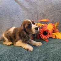 Bambi, a female Cocker Spaniel for sale in West Plains, MO – 2 of 6