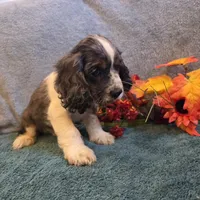 Cosmo, a male Cocker Spaniel for sale in West Plains, MO – 5 of 6