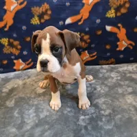 Blaze, a male Boxer for sale in West Plains, MO – 5 of 10