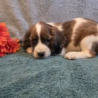 Bambi, a female Cocker Spaniel for sale in West Plains, MO – 4 of 6