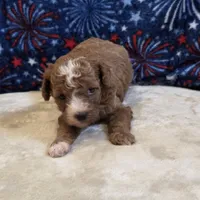 Nexus, a female Poodle - Toy  for sale in West Plains, MO – 5 of 7