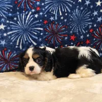 Greta, a female Cavalier King Charles Spaniel for sale in West Plains, MO – 3 of 7