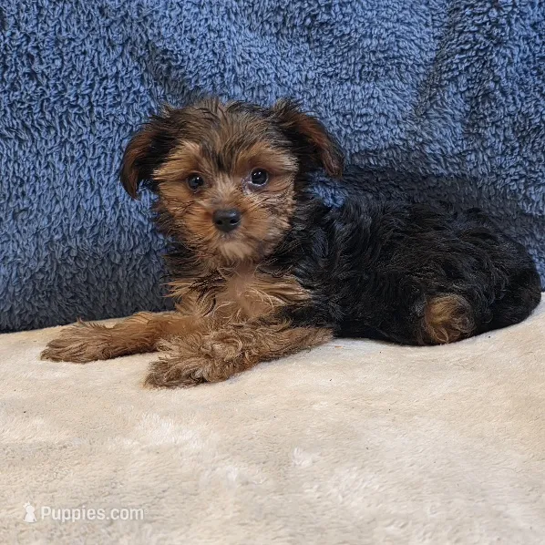 Ryker – Yorkshire Terrier puppy for sale in West Plains, MO