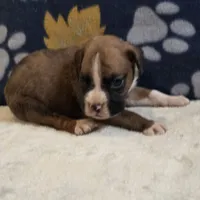 Phoenix, a male Boxer for sale in West Plains, MO – 6 of 6